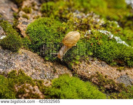 Young Edible Snail Or Escargot (helix Pomatia) Moves On The Moss.