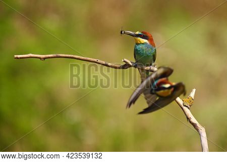 The European Bee-eater (merops Apiaster) Sitting On A Branch, The Other Bee-eater Flies To The Foreg