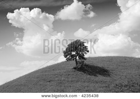 Albero solitario