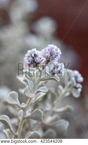 Purple Flowers And Hairy Grey Foliage Of The Australian Native Shrub Ptilotus Obovatus, Family Amara