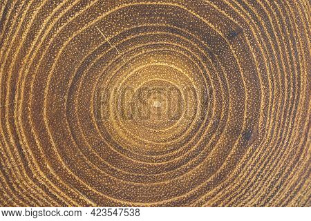 Cross-section Of Acacia Tree With Concentric Growth Rings