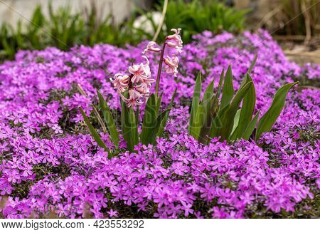 Blooming Hisacinths Among Lilac Aubrieta Deltoidea Flowers In The Summer Garden