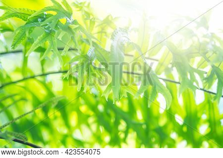 Close Up Detail Of A Fern. Fern Leaves In The Garden.
