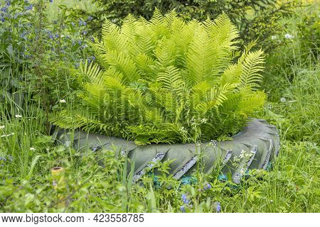 Bright Green Fern On A Summer Sunny Day In The Garden