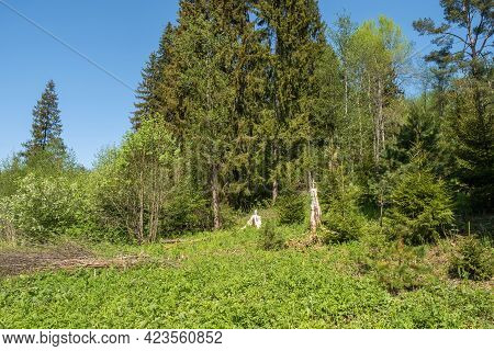 White High Stumps Decorated With A Cross On The Holy Spring Of St. Irinarch The Recluse In The Yaros