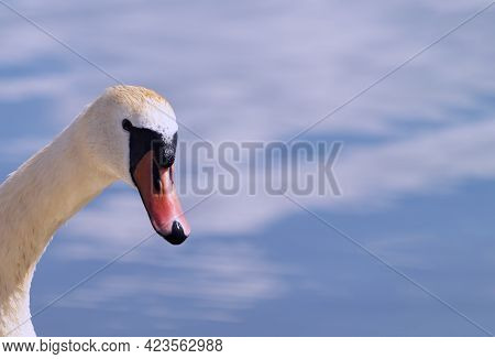 The Head Of A Sibilant Swan (cygnus Olor) On A Background Of Blue Sky And White Clouds.long, Curved 