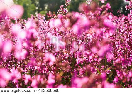 Blooming Sticky Catchflies (silene Viscaria). A Field Of Blooming Pink Herbs