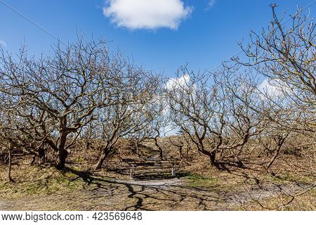 Small Bare Trees Surrounding A Wooden Bench In A Dutch Dune Reserve, Sunny Spring Day With A Blue Sk