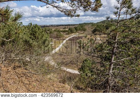 Hiking Trails In A Dutch Nature Reserve With Pine Trees, Wild Plants, Dry Heather And Dunes, Sunny D