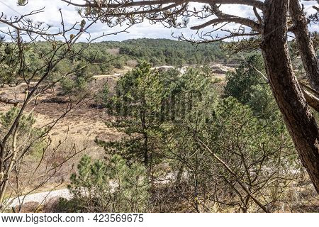 Green Pine Trees Surrounded By Wild Plants, Dry Heather And Hiking Trails In A Dutch Nature Reserve,