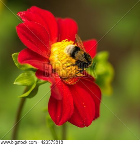Close Up Of A Single Red Dahlia Flower In A Garden.