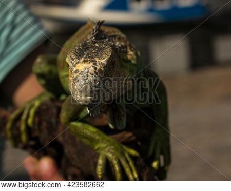 Close Up Of A Male Green Iguana Or American Iguana With Spines And Dewlap A Large Neck Bag. A Man Ho