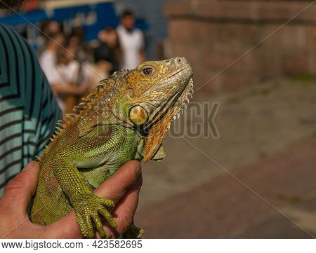 Close Up Of A Male Green Iguana Or American Iguana With Spines And Dewlap A Large Neck Bag. A Man Ho