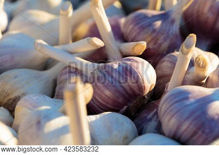 Pile Of Garlic. White Garlic Heads Close-up. Background, Garlic Crop. Agriculture Background.