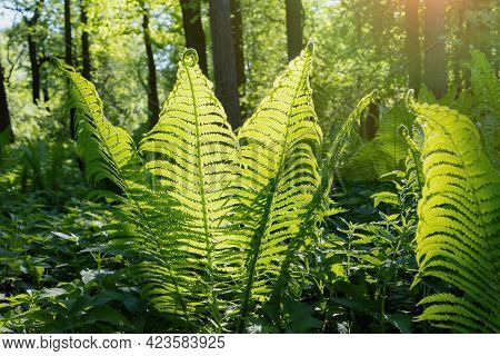 Fern In The Forest, Large Green Shoots Of Fern In The Sunlight, Wildlife Background, Forest Landscap