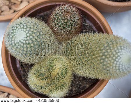 Cactus With Needles In A Pot Top View. Home Plants