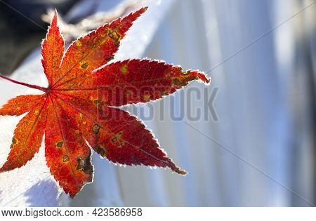 Fallen Frosty Red Autumn Leaf On Light Background , Sunny Morning.