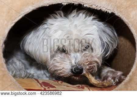 Dog With Dog Bone - Chew Bone
