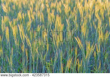 The Ears Of Rye And Grain Shake The Wind. Rye Ears Against The Sun. Field Of Grain. The Cereal Harve