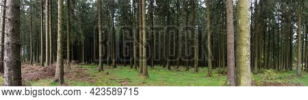 Panorama Of A Forest With Conifers Moss And Grass