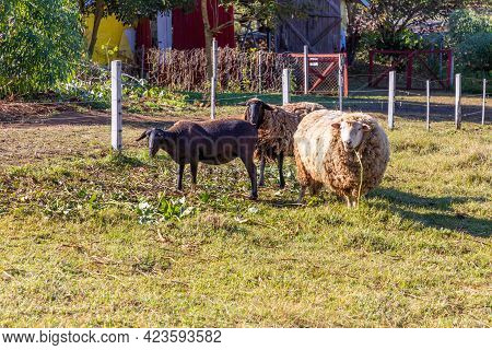 Sheeps Grazing In A Farm Field, Pnhal Alto, Nova Petropolis, Rio Grande Do Sul, Brazil