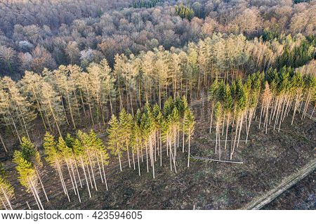 Aerial view of forest management work, Ardennes, Belgium. Deciduous tree forest and or against spruce forest.