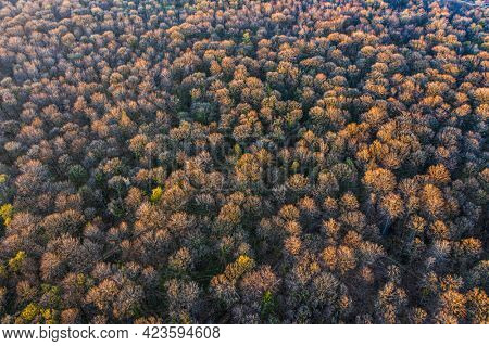 Top view of deciduous tree forest in the beginning of spring