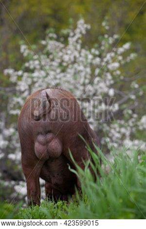 Swirling Pig Tail Andlarge Wild Boar Eggs Wild Pig With Dark Brown Hair And Curled Pig Tail