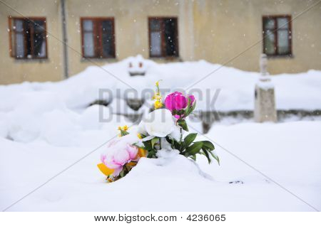 Flores en un cementerio