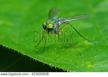 Macro Photography Of Long Legged Fly On Green Leaf