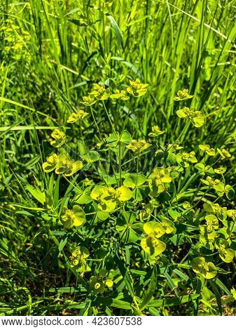 Stock Foto Field Colors In Summer In The Field