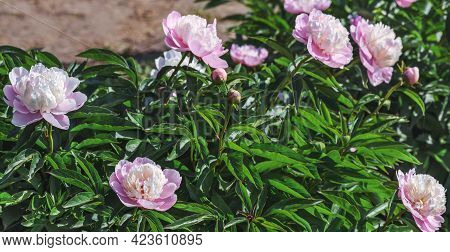Peony Bark Stubbs - Magnificent Anemone-shaped Flowers That Look Like A Pink-crimson Saucer, Consist