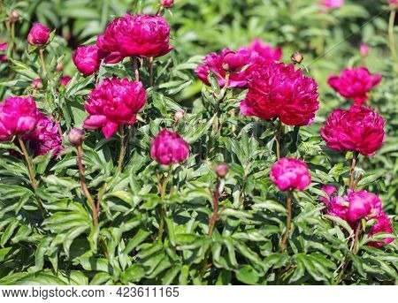Herbaceous Peonies Kobzar. The Bush Is Upright. The Flower Is Densely Rose-shaped. The Color Is Dark