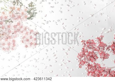 Pink yarrow flowers with air bubbles