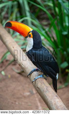 Colorful tucan in the wild jungla nearby Iguazu falls