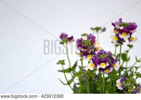 Beautiful Mix Viloet -white And Yellow Verbena Flowers Blooming  With Branch And Green Leavest On Wh
