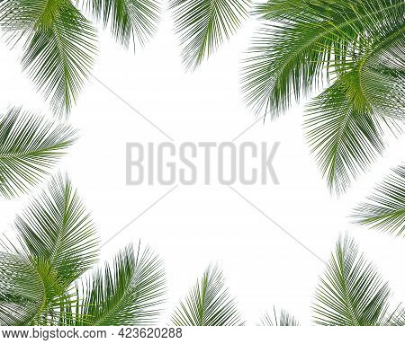 A Coconut Leaves On A White Background