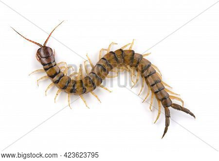 Centipedes, Chilopoda Isolated On A White Background.