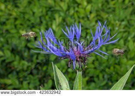 Cornflower With Flying Honeybee In Front Of Green Blurred Background