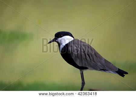 Yeşil arka orta batı ABD'de popüler karşı tek Killdeer