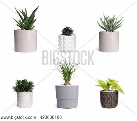 Set With Different Beautiful Houseplants On White Background