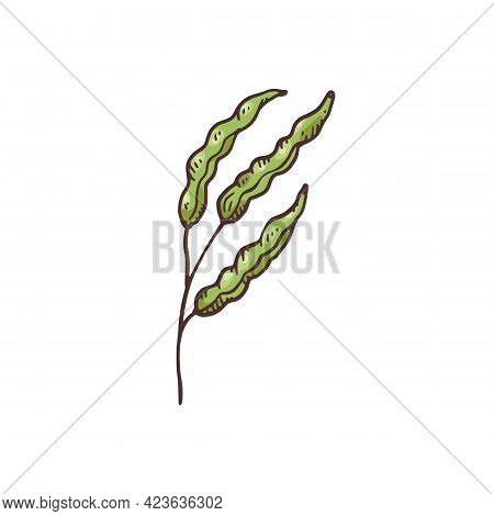 Mustard Plant Green Seedpods Vintage Engraving Vector Illustration Isolated.