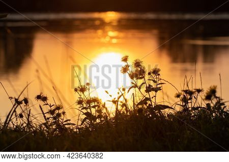 Picturesque Sunset On The River, Flowers On The Shore
River And Sun Reflection In The Water