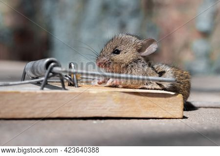 Dead Mouse In A Mousetrap. Mouse Hunting. The Mouse Is A Small Rodent And Pest