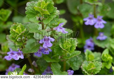Beautiful Natural Herbal Blue Flowers Glechoma Hederacea Growing On Meadow In Springtime Close Up.