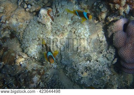 Cmall Clown Fish In The Red Sea Near The Beach