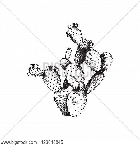 Cactus Opuntia With Flowers, Wild Exotic Plant A Vector Hand Drawn Illustration.