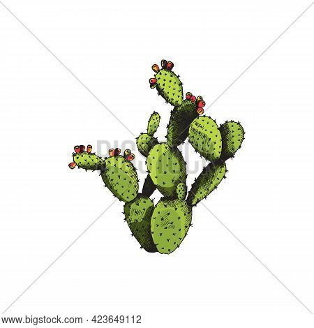 Cactus Opuntia With Flowers, Wild Exotic Plant A Vector Sketch Illustration.