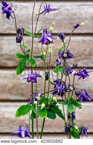 In The Garden, Aquilegia Flowers Bloom, Commonly Called Catchment Or Eagles. Used In Medicine.
