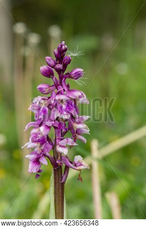 Close Up Of An Early Purple Orchid (orchis Mascula) Flower In Bloom